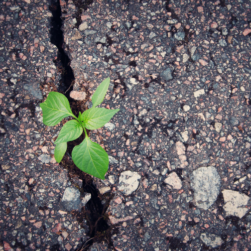 psicologa a Castelnuovo di Garfagnana